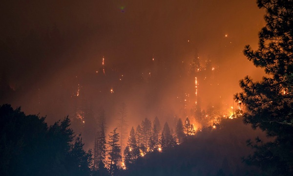 Burning trees in a forest surrounded by smoke.