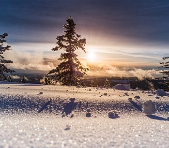 A tree standing in a snow-covered field