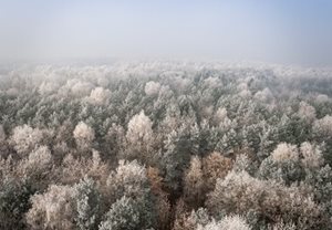 An overview of a snow-covered forest.