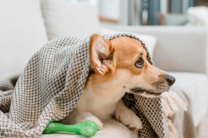 Un chien assis sur un canapé, caché sous une couverture.