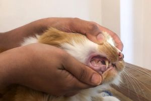 Les mains tiennent la bouche d'un chat ouverte, révélant la ligne gingivale supérieure et les dents.