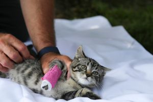 Un chat avec un bandage sur la patte droite est tenu par son propriétaire, qui lève la patte en l'air.