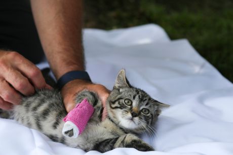 A cat with a bandage on its right paw is held by its owner, who lifts the paw in the air.