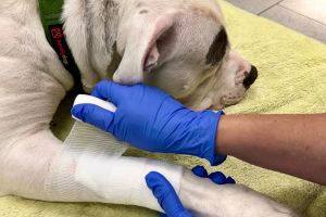 Une personne enveloppe la blessure de la patte d'un chien avec de la gaze.