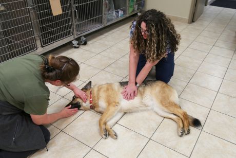 One person performs CPR or chest compressions on a German Shepherd Dog on the ground while the partner holds the dog's head.