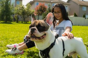 Un sympathique bouledogue français avec un harnais noir se tient docilement à côté de sa maîtresse dans l’herbe verte.