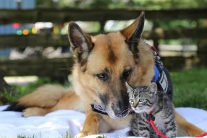 Un gentil chien et un chat curieux se prélassent côte à côte sur une couverture blanche étendue sur l’herbe