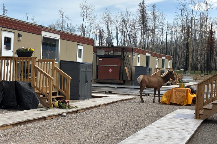 An elk near housing sites in Jasper.