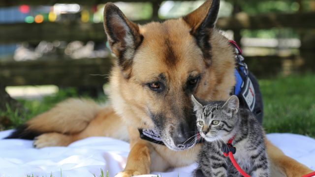 A dog and a cat sitting on a blanket in a park. 