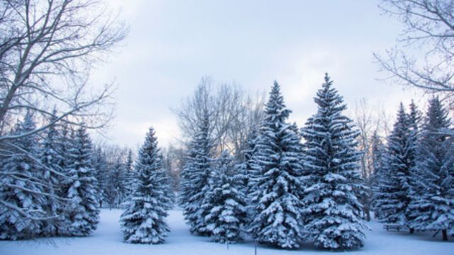 Winter landscape photo of pine trees covered in snow.