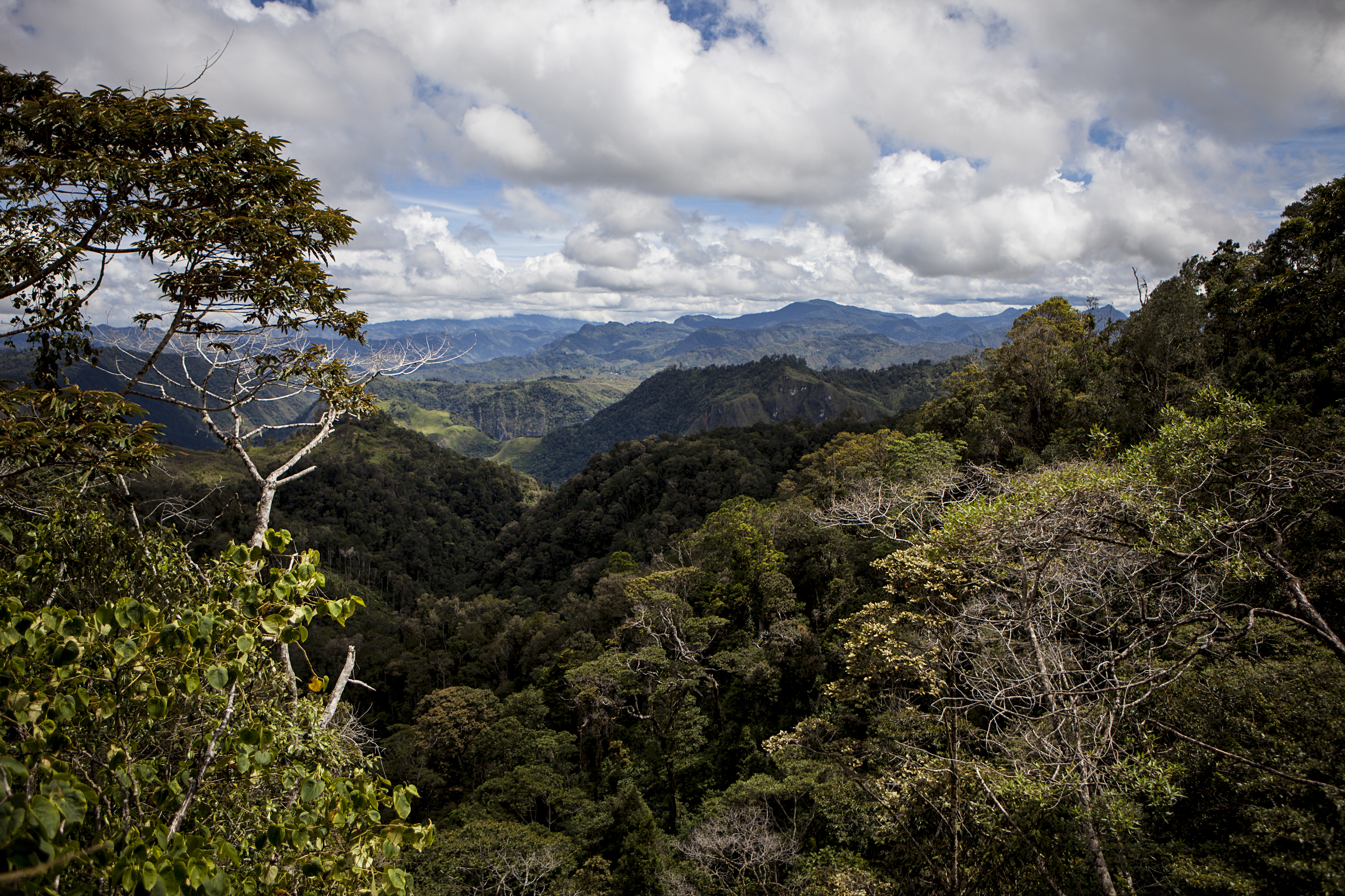 Cette image montre des montagnes et des arbres