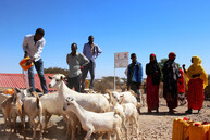 A group of people standing next to a group of goats