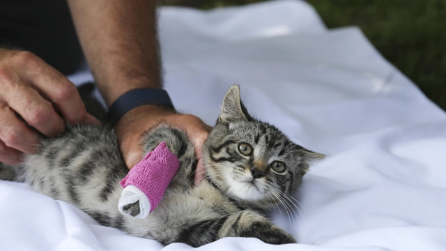 Person gently applying a bandage to a cat's paw, demonstrating basic first aid for cats and dogs.